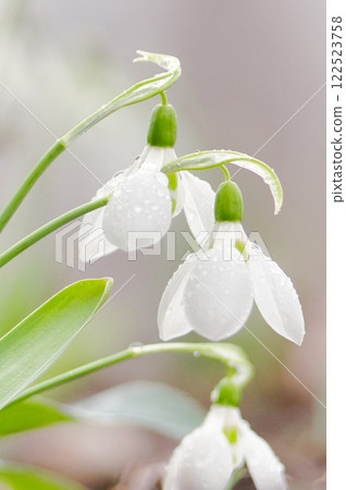 Cute white flowers blooming in the garden① Cute white flowers blooming in the garden① 122523758
