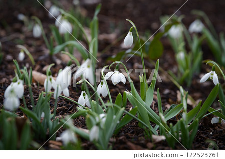 Cute white flowers blooming in the garden ④ Cute white flowers blooming in the garden ④ 122523761