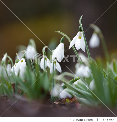 Cute white flowers blooming in the garden⑤ Cute white flowers blooming in the garden⑤ 122523762