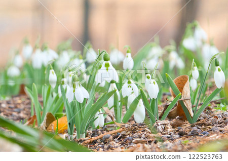 Cute white flowers blooming in the garden⑥ Cute white flowers blooming in the garden⑥ 122523763