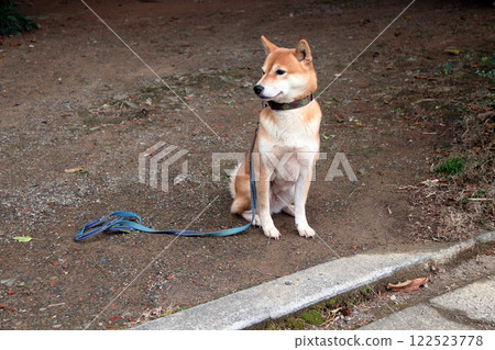 柴犬表情 柴犬表情 122523778