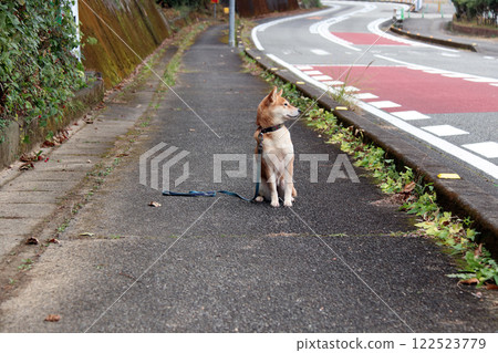 柴犬表情 122523779