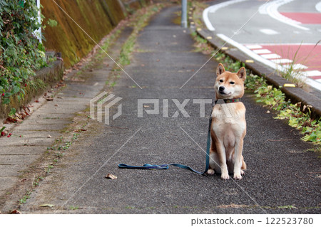 柴犬表情 122523780