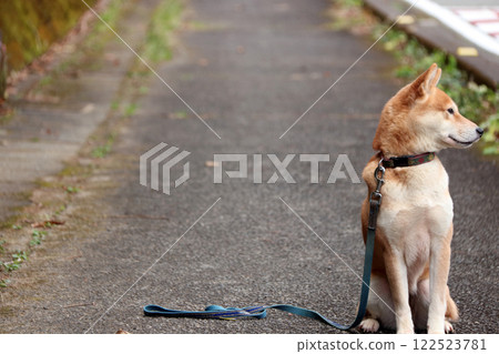 柴犬表情 122523781