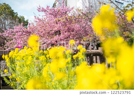 強姦花和Kawazu櫻桃樹 122523791