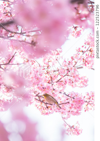 河津櫻花和mezzo 122523796