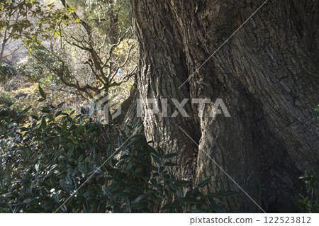 Bark of an old tree 122523812