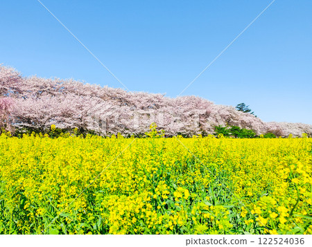 Gyodo神社 122524036