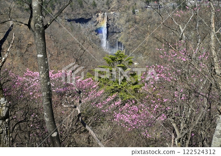 Azalea flowers blooming near the Oku-Nikko Myochidaira Observatory and a rainbow over Kegon Falls 122524312