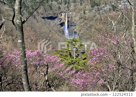 Azalea flowers blooming near the Oku-Nikko Myochidaira Observatory and a rainbow over Kegon Falls Azalea flowers blooming near the Oku-Nikko Myochidaira Observatory and a rainbow over Kegon Falls 122524313