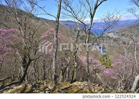 Azalea flowers blooming near the Oku-Nikko Myochidaira Observatory and Lake Chuzenji at Kegon Falls Azalea flowers blooming near the Oku-Nikko Myochidaira Observatory and Lake Chuzenji at Kegon Falls 122524324