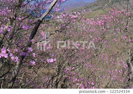 Azalea flowers blooming near the Oku-Nikko Myochidaira Observatory and Lake Chuzenji at Kegon Falls 122524334