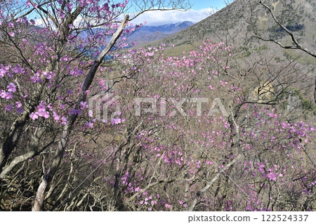 奧日光妙智平展望台及華嚴瀑布中禪寺湖附近盛開的杜鵑花 122524337