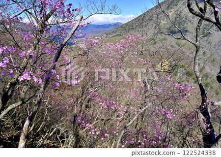 Azalea flowers blooming near the Oku-Nikko Myochidaira Observatory and Lake Chuzenji at Kegon Falls 122524338