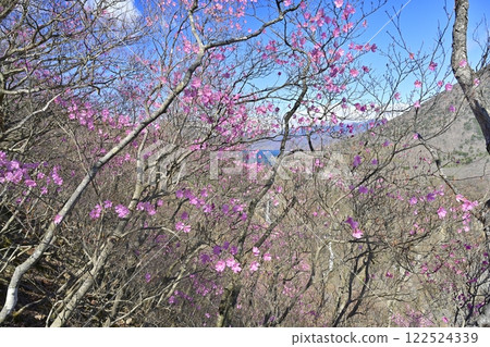 Azalea flowers blooming near the Oku-Nikko Myochidaira Observatory and Lake Chuzenji at Kegon Falls 122524339