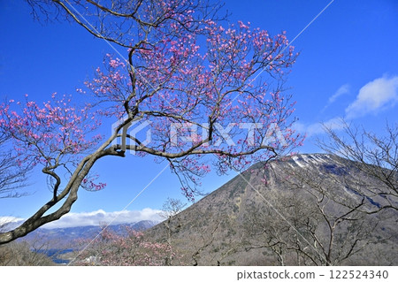 Akayashio azalea flowers blooming near the Oku-Nikko Myochidaira Observatory and Mt. Nantai 122524340