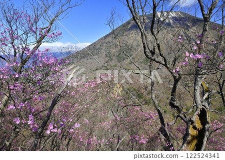 Akayashio azalea flowers blooming near the Oku-Nikko Myochidaira Observatory and Mt. Nantai Akayashio azalea flowers blooming near the Oku-Nikko Myochidaira Observatory and Mt. Nantai 122524341