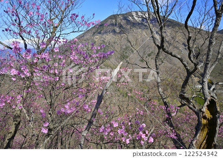 Akayashio azalea flowers blooming near the Oku-Nikko Myochidaira Observatory and Mt. Nantai 122524342