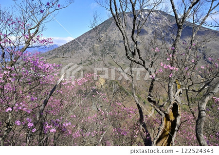 奧日光妙知平展望台及男體山附近盛開的赤潮杜鵑 奧日光妙知平展望台及男體山附近盛開的赤潮杜鵑 122524343