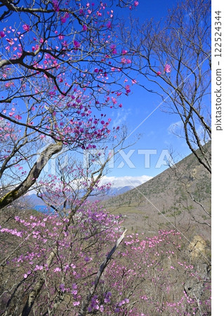 奧日光妙知平瞭望台及中禪寺湖附近盛開的赤潮杜鵑 奧日光妙知平瞭望台及中禪寺湖附近盛開的赤潮杜鵑 122524344