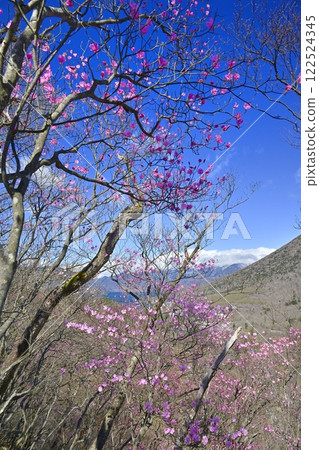 奧日光妙知平瞭望台及中禪寺湖附近盛開的赤潮杜鵑 奧日光妙知平瞭望台及中禪寺湖附近盛開的赤潮杜鵑 122524345