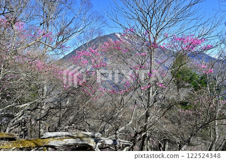Akayashio azalea flowers blooming near the Oku-Nikko Myochidaira Observatory and Mt. Nantai 122524348