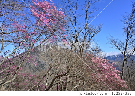 Akayashio azalea flowers blooming near the Oku-Nikko Myochidaira Observatory and Mt. Nantai 122524353