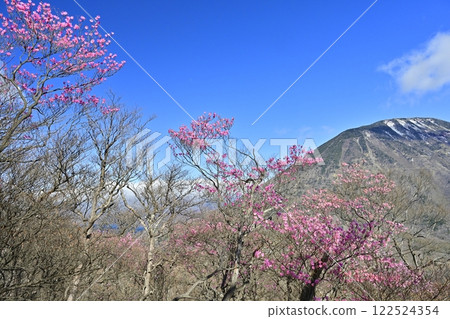 Akayashio azalea flowers blooming near the Oku-Nikko Myochidaira Observatory and Mt. Nantai 122524354