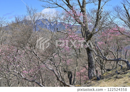 Akayashio azalea flowers blooming near the Oku-Nikko Myochidaira Observatory and Mt. Nyoho Akayashio azalea flowers blooming near the Oku-Nikko Myochidaira Observatory and Mt. Nyoho 122524358