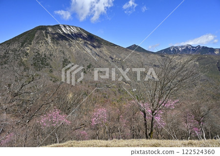 Akayashio azalea flowers blooming near the Oku-Nikko Myochidaira Observatory and Mt. Nantai 122524360