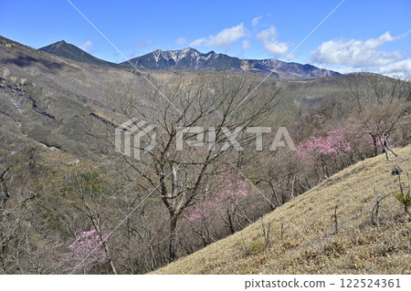 Akayashio azalea flowers blooming near the Oku-Nikko Myochidaira Observatory and Mt. Nyoho Akayashio azalea flowers blooming near the Oku-Nikko Myochidaira Observatory and Mt. Nyoho 122524361