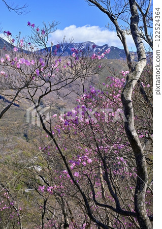 奧日光妙知平展望台及如峰山附近盛開的赤潮杜鵑 奧日光妙知平展望台及如峰山附近盛開的赤潮杜鵑 122524364