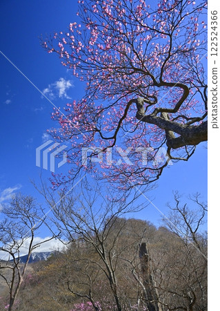 奧日光妙知平展望台及如峰山附近盛開的赤潮杜鵑 奧日光妙知平展望台及如峰山附近盛開的赤潮杜鵑 122524366