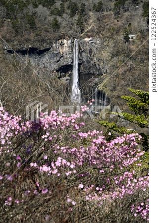 奧日光妙智平瞭望台和華嚴瀑布附近盛開的杜鵑花 奧日光妙智平瞭望台和華嚴瀑布附近盛開的杜鵑花 122524367