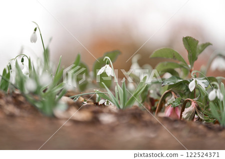 Cute white flowers blooming in the garden ⑧ 122524371