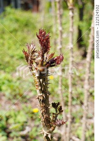 Tara bud Tara bud 122524502