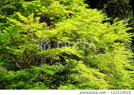 日本楓樹的新綠 [相模原市津久井 4月] 122524628