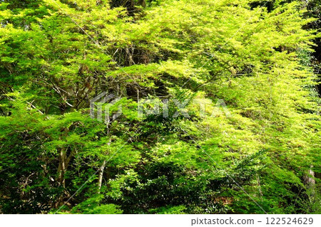 Fresh green leaves of Japanese maple trees [Tsukui, Sagamihara City, April] 122524629