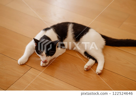 Black and white cat lying on wooden floor Black and white cat lying on wooden floor 122524646