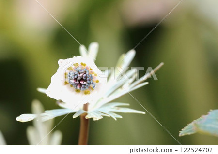 今年又能見到節分草了。開始開花了 122524702
