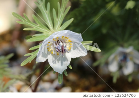 Setsubunsou (Setsubun-sou): A cute little flower that heralds the arrival of spring Setsubunsou (Setsubun-sou): A cute little flower that heralds the arrival of spring 122524706
