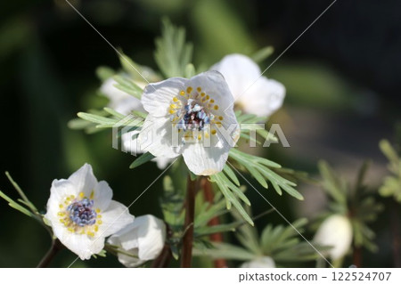 節分草（Setsubun-sou）：預示春天到來的可愛小花 122524707
