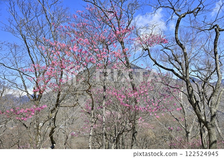 Mount Nantai with red azalea flowers blooming along the Chanokidaira Promenade in Oku-Nikko 122524945