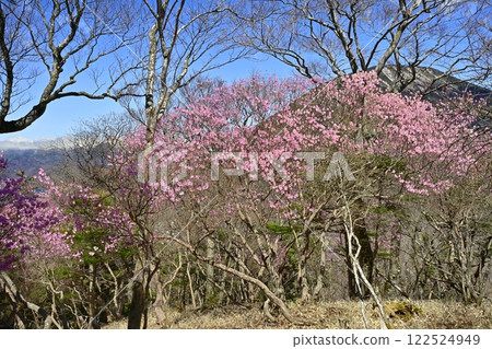 歐日光茶木平散步道沿途盛開著紅杜鵑的男體山 歐日光茶木平散步道沿途盛開著紅杜鵑的男體山 122524949