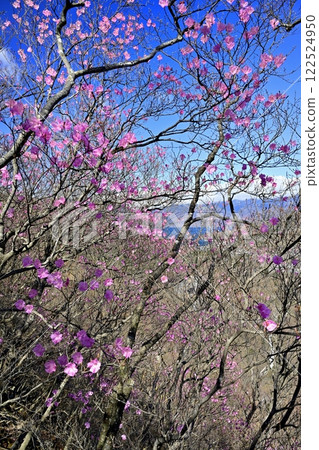 Lake Chuzenji with red azalea flowers blooming along the Oku-Nikko Chanokidaira Promenade Lake Chuzenji with red azalea flowers blooming along the Oku-Nikko Chanokidaira Promenade 122524950