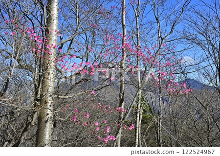 歐日光茶木平散步道沿途盛開著紅杜鵑的男體山 歐日光茶木平散步道沿途盛開著紅杜鵑的男體山 122524967