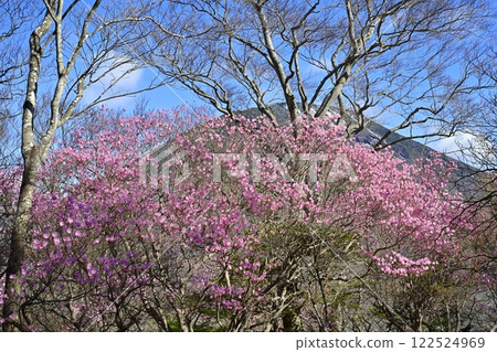 歐日光茶木平散步道沿途盛開著紅杜鵑的男體山 122524969