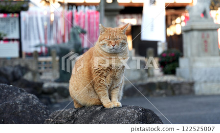 虎斑貓坐在石頭上曬太陽 虎斑貓坐在石頭上曬太陽 122525007