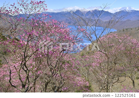 奧日光茶木平展望台（平台）附近，中禪寺湖、日光白根山及盛開的紅潮杜鵑花 122525161