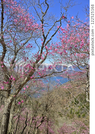 奧日光茶木平展望台（平台）附近，中禪寺湖、日光白根山及盛開的紅潮杜鵑花 122525168